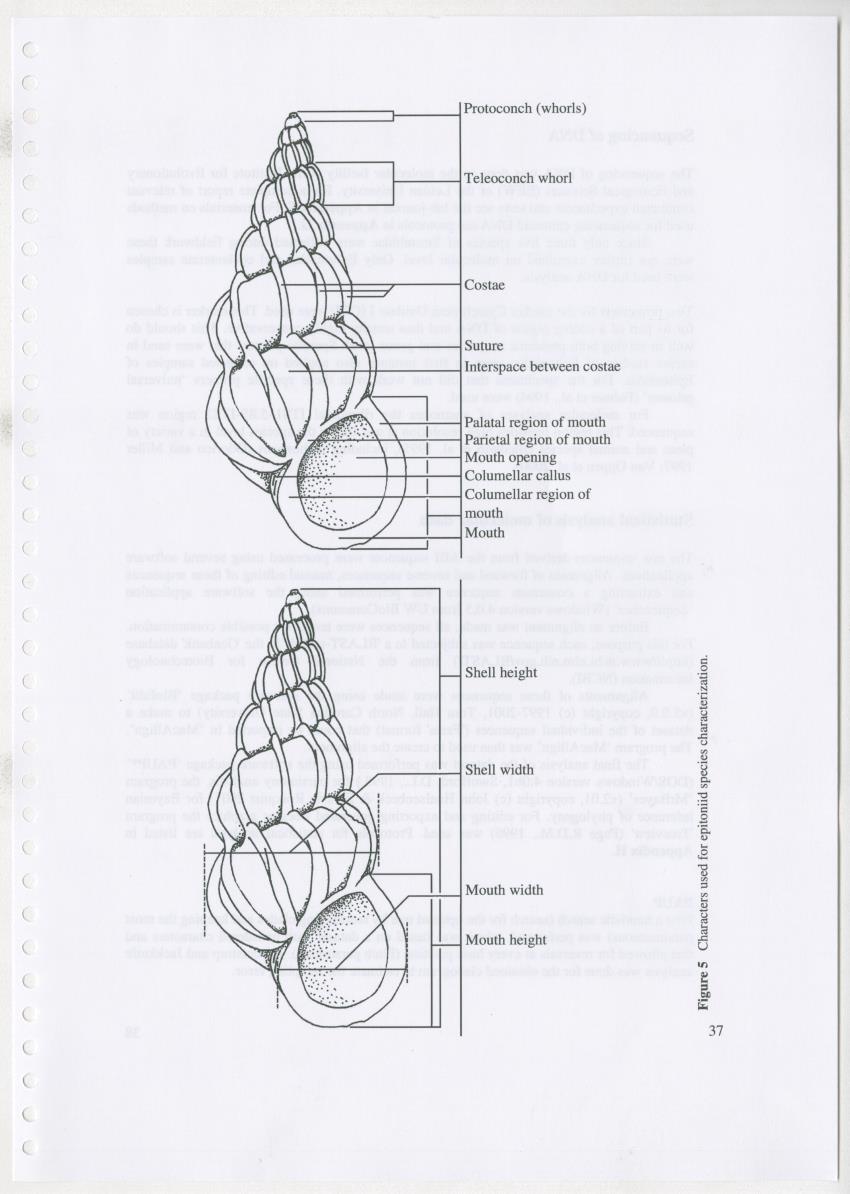 Z Ecology of Epitoniidae and Strombidae - New Page