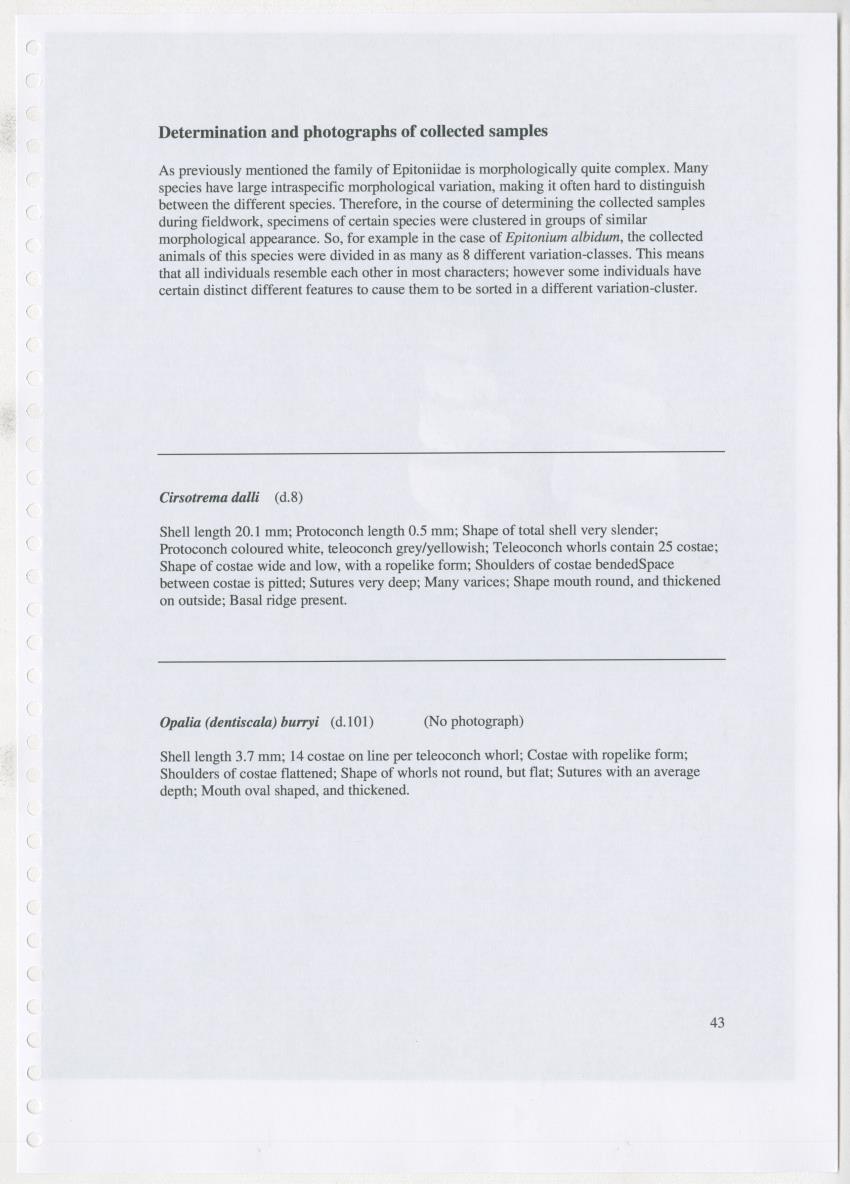 Z Ecology of Epitoniidae and Strombidae - New Page