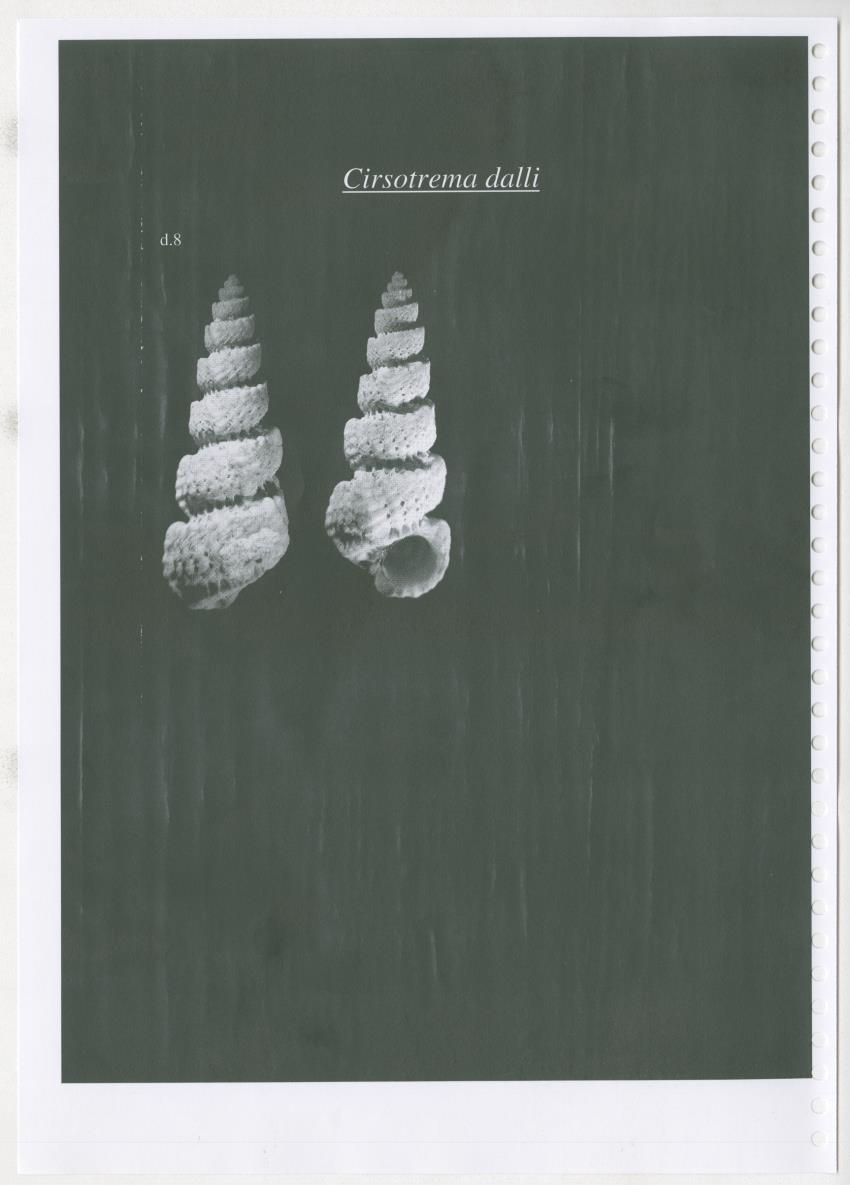 Z Ecology of Epitoniidae and Strombidae - New Page