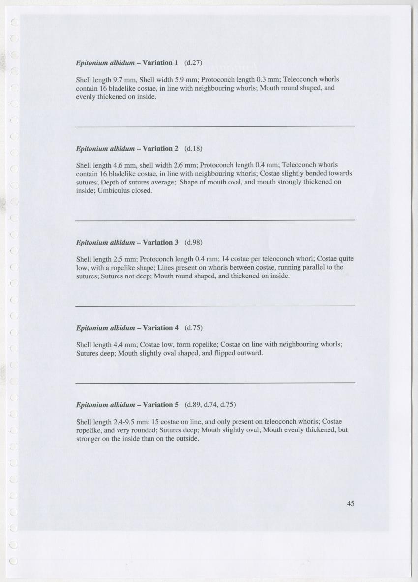 Z Ecology of Epitoniidae and Strombidae - New Page