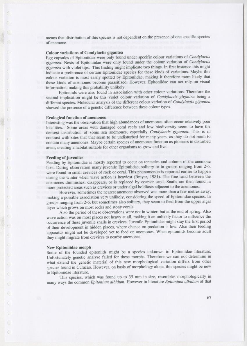 Z Ecology of Epitoniidae and Strombidae - New Page