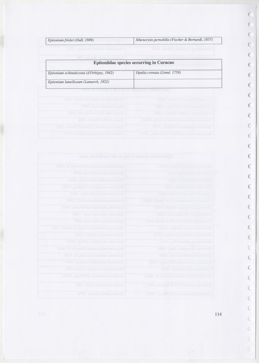 Z Ecology of Epitoniidae and Strombidae - New Page
