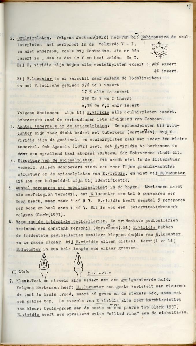 Z Een studie over de morfologische variabiliteit van enkele regulaire zeeegels in verband met milieufactoren (Diadema & Echinometra) - New Page