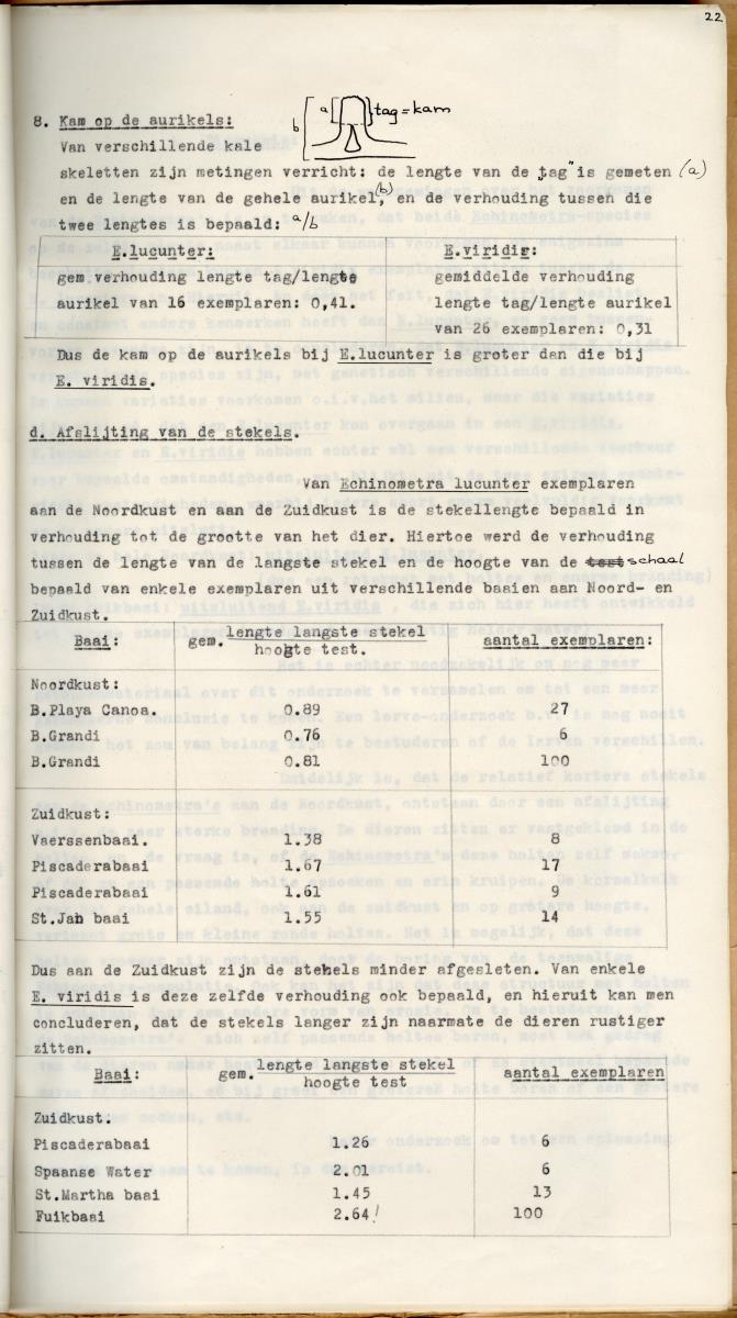 Z Een studie over de morfologische variabiliteit van enkele regulaire zeeegels in verband met milieufactoren (Diadema & Echinometra) - New Page