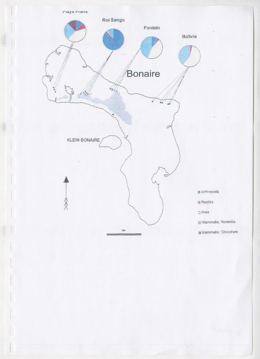 Z The Bonaire Barn-owl (Tyto alba): the first survey of roost sites and diet on Bonaire (an arid southern Caribbean island) - New Page
