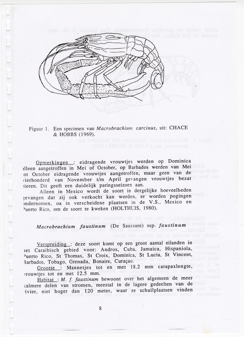 De zoetwatergarnalen van Bonaire - een survey en de mogelijkheden tot kweek - New Page