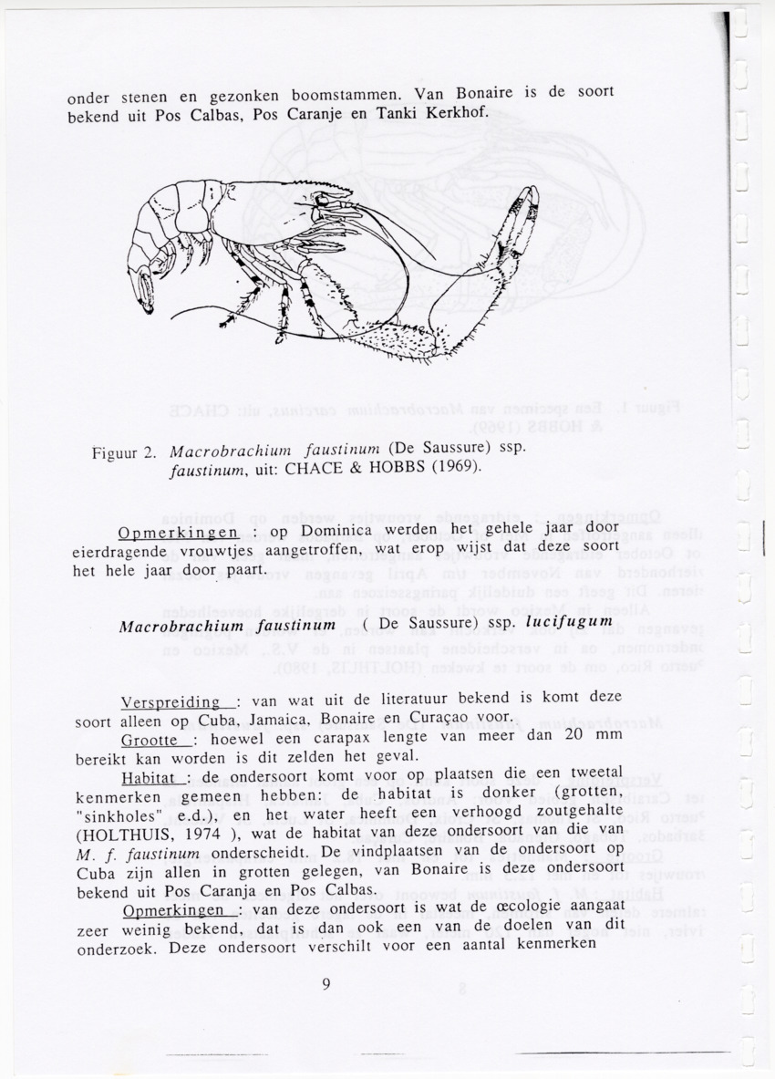 De zoetwatergarnalen van Bonaire - een survey en de mogelijkheden tot kweek - New Page
