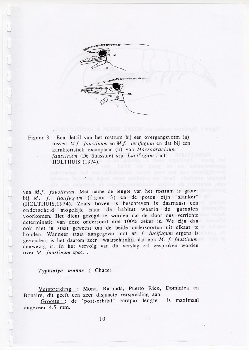 De zoetwatergarnalen van Bonaire - een survey en de mogelijkheden tot kweek - New Page