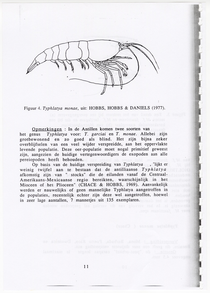 De zoetwatergarnalen van Bonaire - een survey en de mogelijkheden tot kweek - New Page