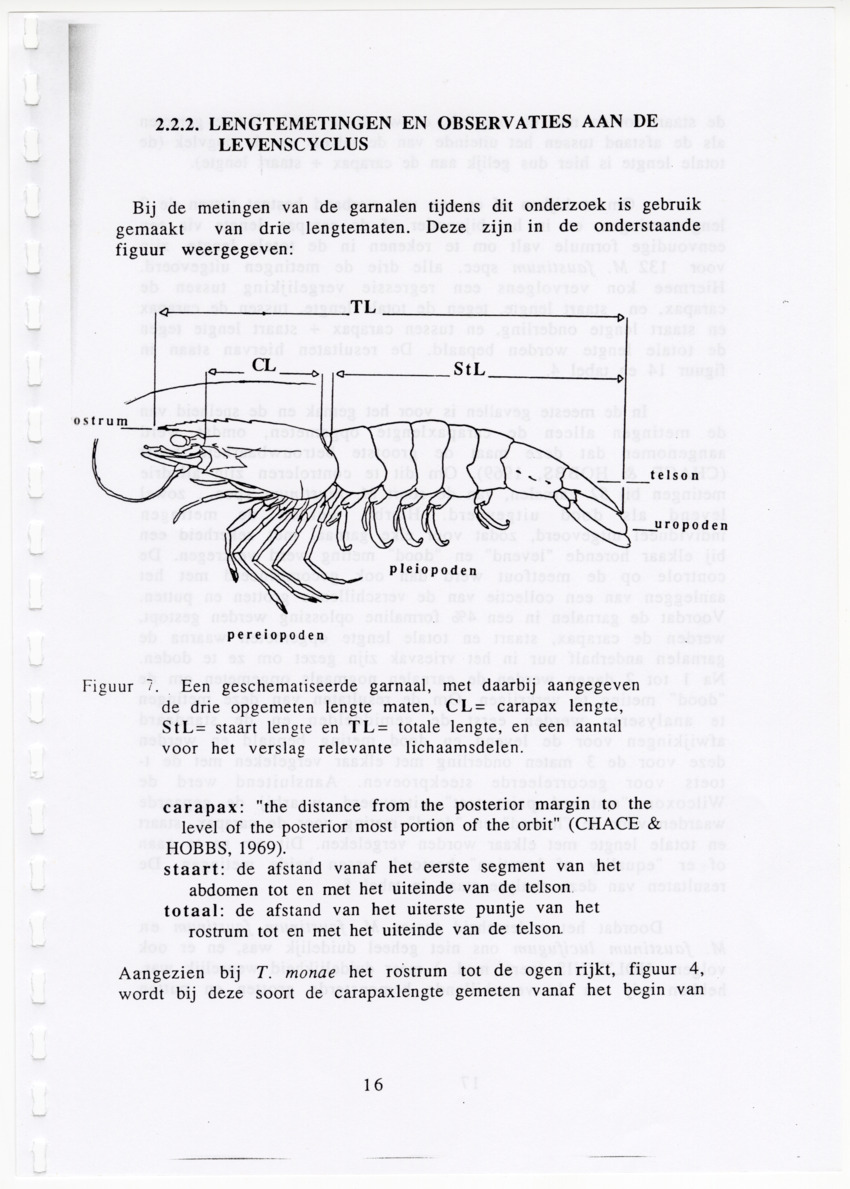 De zoetwatergarnalen van Bonaire - een survey en de mogelijkheden tot kweek - New Page