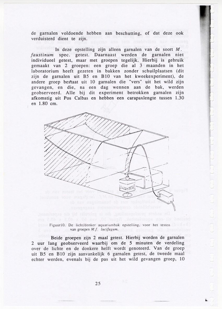 De zoetwatergarnalen van Bonaire - een survey en de mogelijkheden tot kweek - New Page