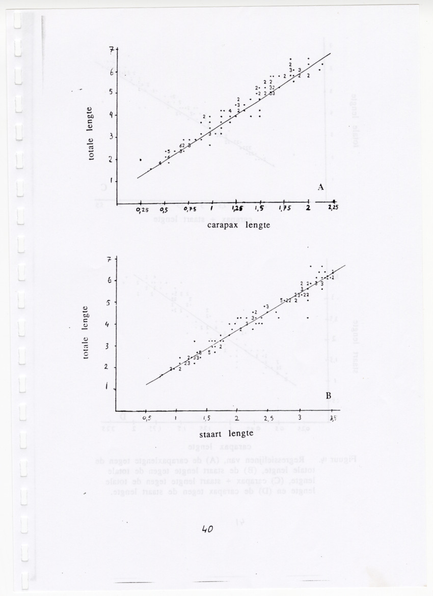De zoetwatergarnalen van Bonaire - een survey en de mogelijkheden tot kweek - New Page