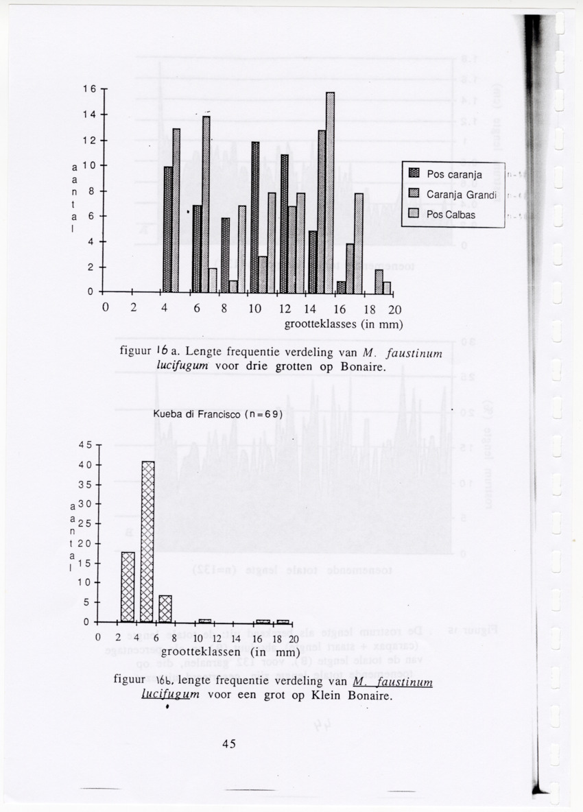 De zoetwatergarnalen van Bonaire - een survey en de mogelijkheden tot kweek - New Page
