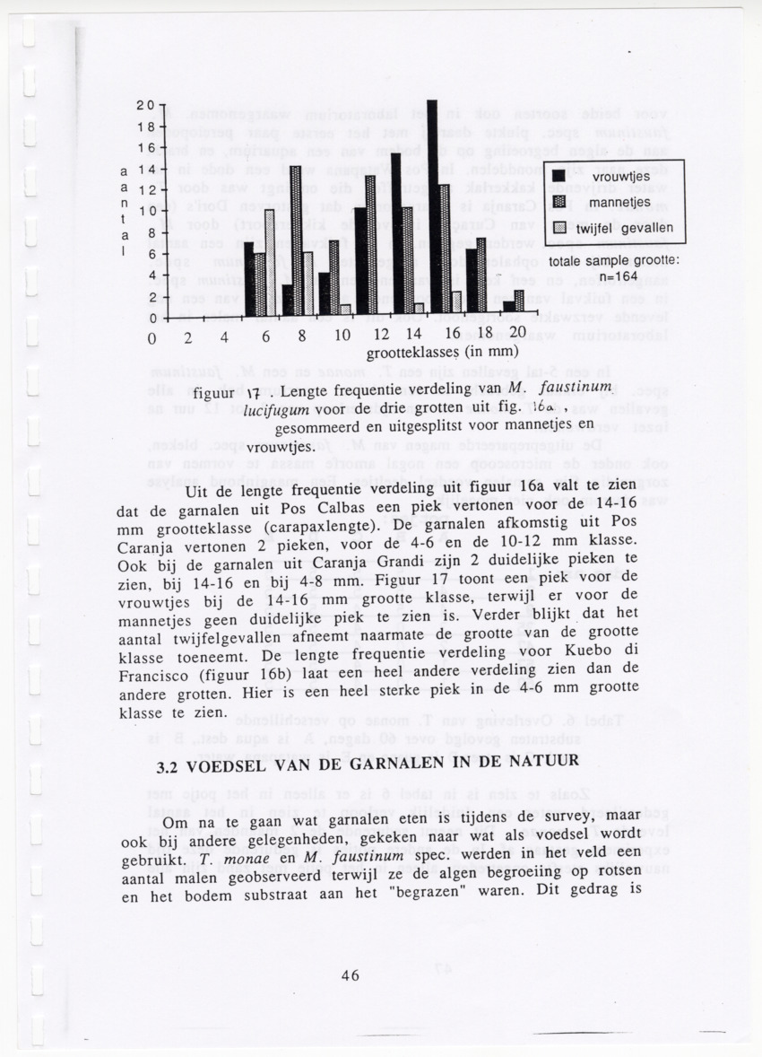 De zoetwatergarnalen van Bonaire - een survey en de mogelijkheden tot kweek - New Page