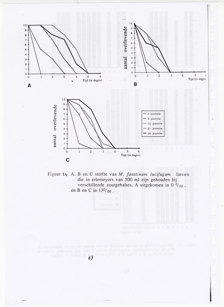 De zoetwatergarnalen van Bonaire - een survey en de mogelijkheden tot kweek - New Page