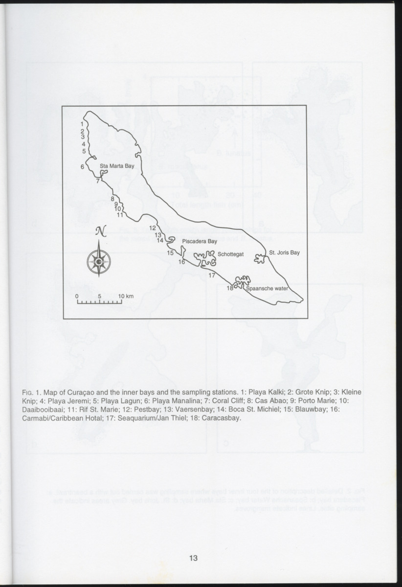 Ecological observations on flatfish on the reefs and in the inner bays around Curacao, Netherlands Antilles - New Page