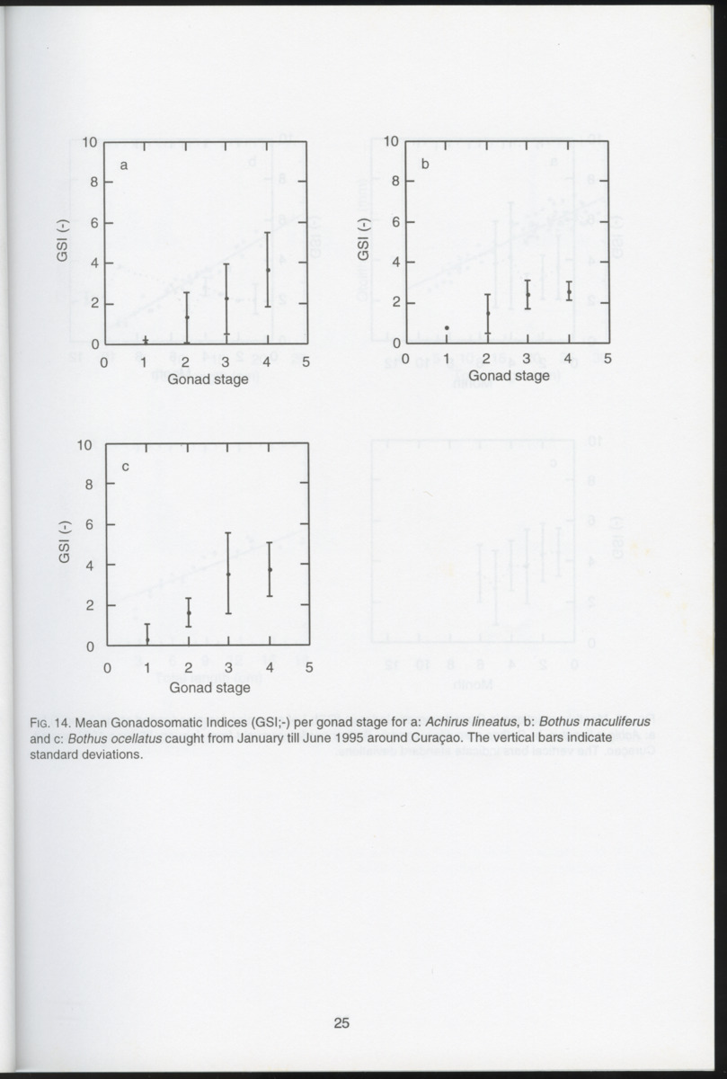 Ecological observations on flatfish on the reefs and in the inner bays around Curacao, Netherlands Antilles - New Page