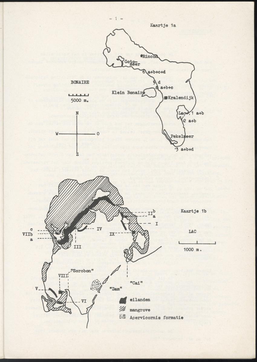 Het belang van de zeegrasvelden en de mangrovebossen in de lagune Lac voor de vissen in Lac en voor de vissen op het rond Bonaire gelegen koraalrif - New Page