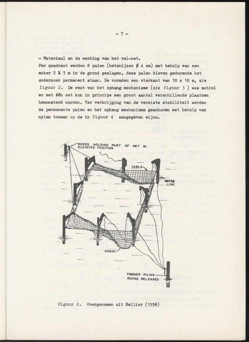 Het belang van de zeegrasvelden en de mangrovebossen in de lagune Lac voor de vissen in Lac en voor de vissen op het rond Bonaire gelegen koraalrif - New Page