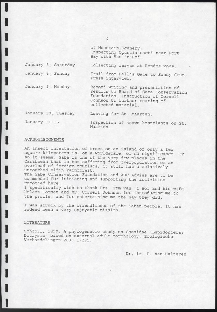 An insect problem in White Cedar and other trees - Saba (and St.Maarten) - New Page