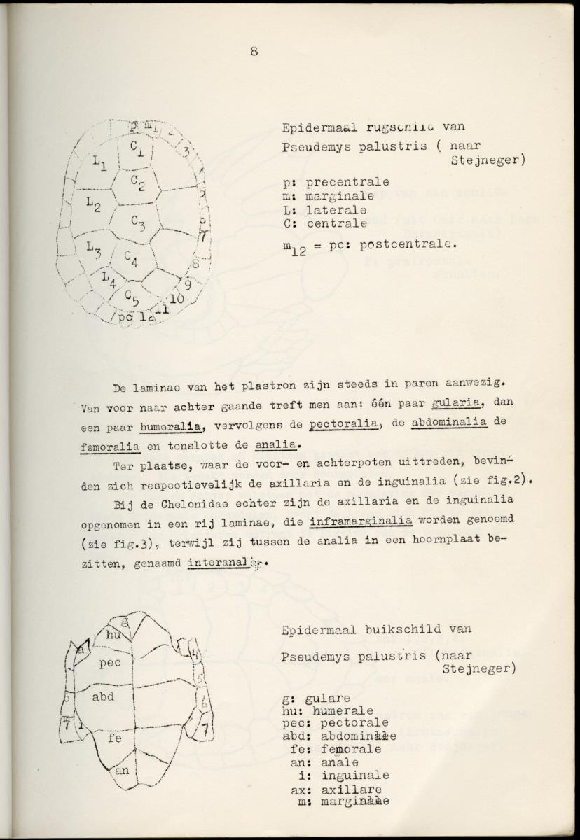 Z Schildpadden en hun betekenis voor de Nederlandse Antillen - New Page