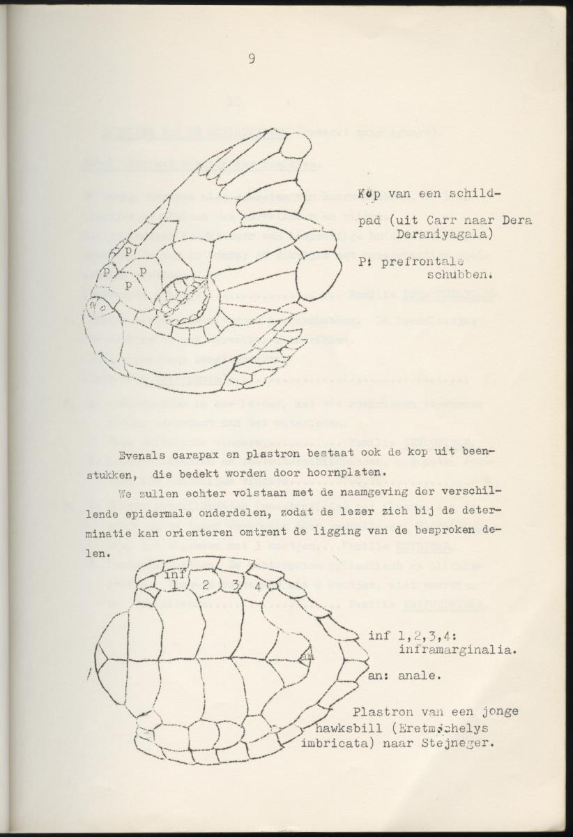 Z Schildpadden en hun betekenis voor de Nederlandse Antillen - New Page