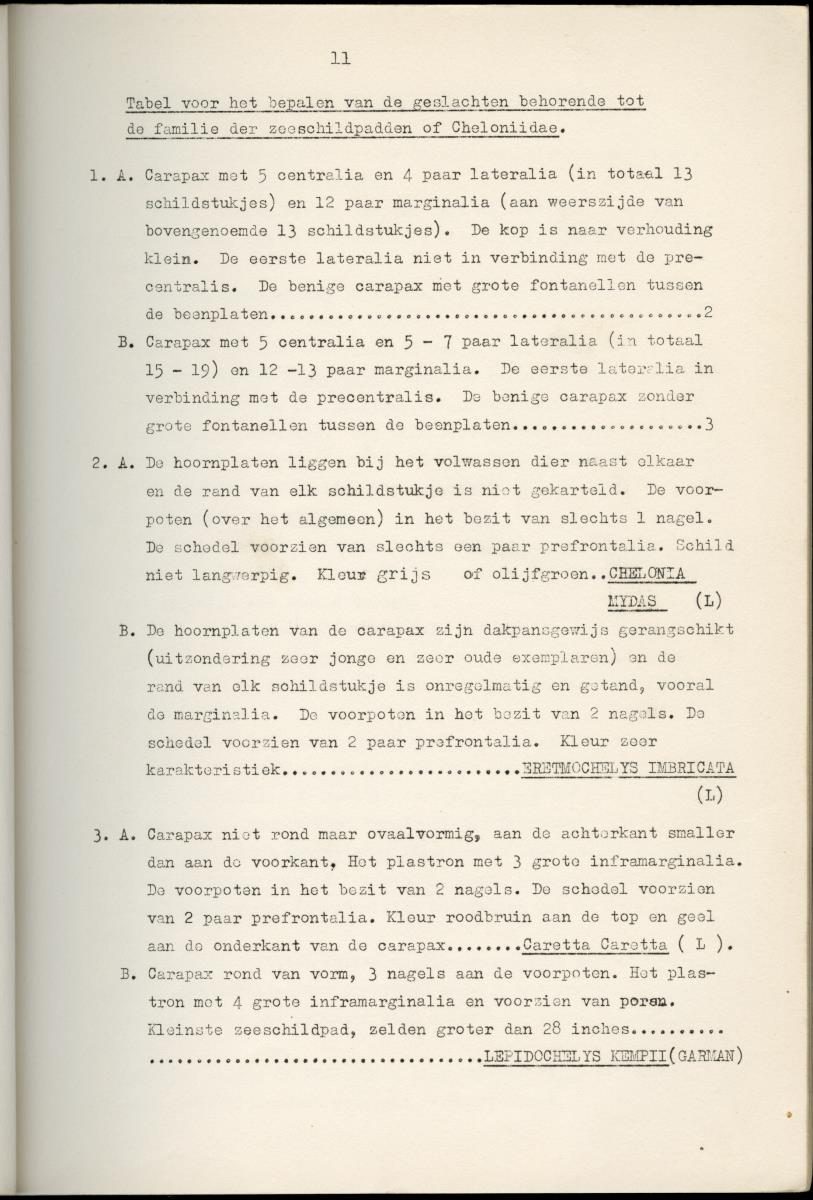 Z Schildpadden en hun betekenis voor de Nederlandse Antillen - New Page
