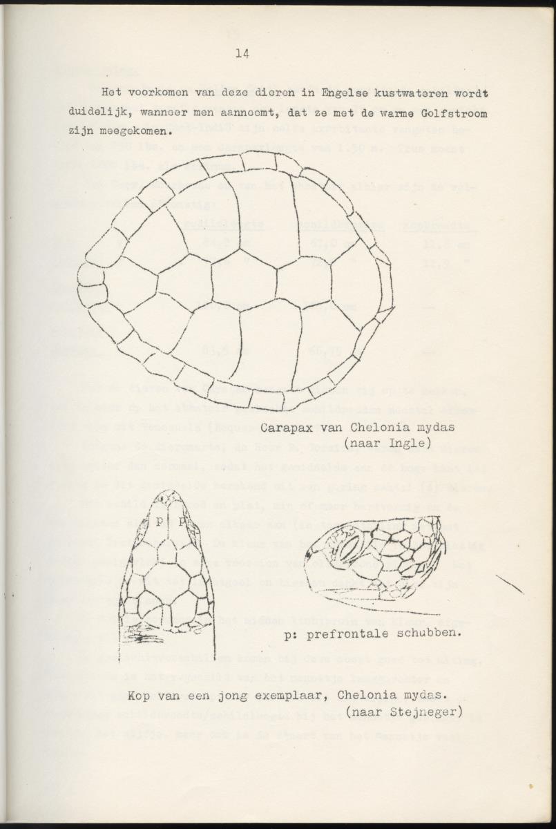 Z Schildpadden en hun betekenis voor de Nederlandse Antillen - New Page