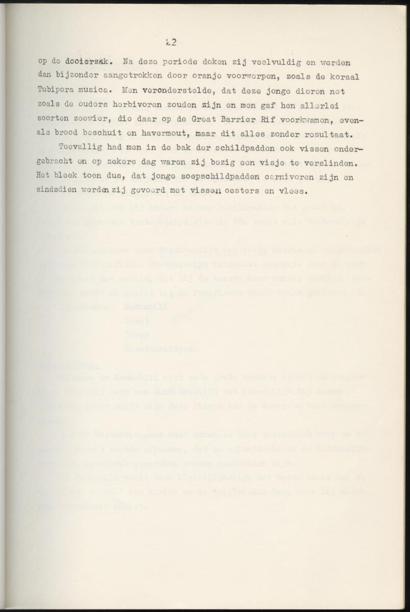 Z Schildpadden en hun betekenis voor de Nederlandse Antillen - New Page