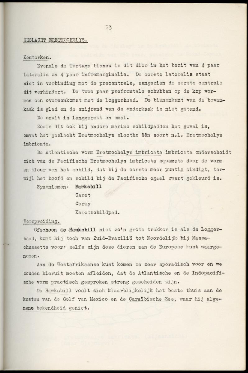 Z Schildpadden en hun betekenis voor de Nederlandse Antillen - New Page