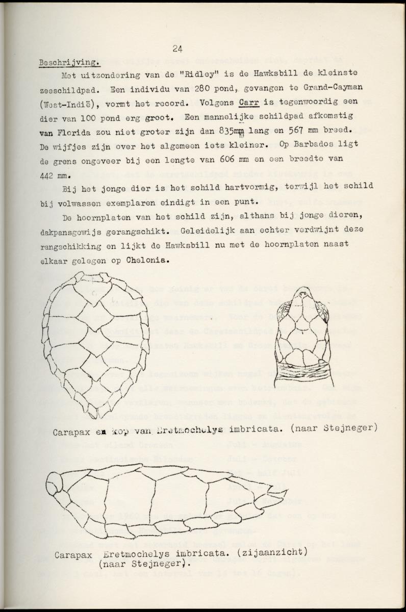 Z Schildpadden en hun betekenis voor de Nederlandse Antillen - New Page