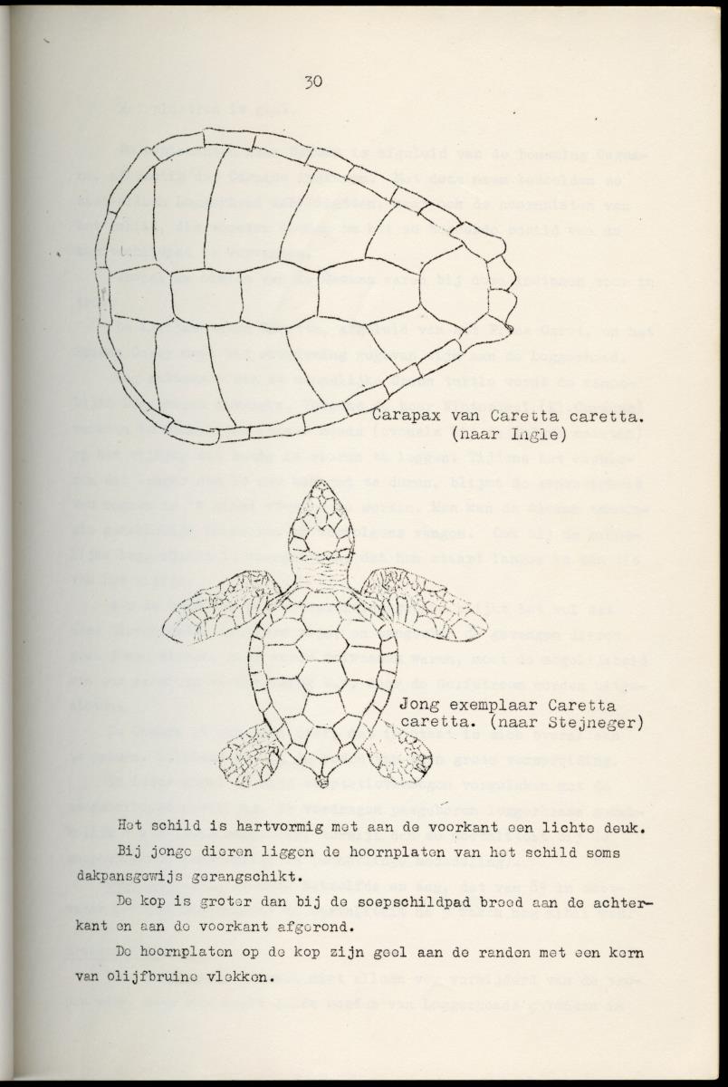 Z Schildpadden en hun betekenis voor de Nederlandse Antillen - New Page