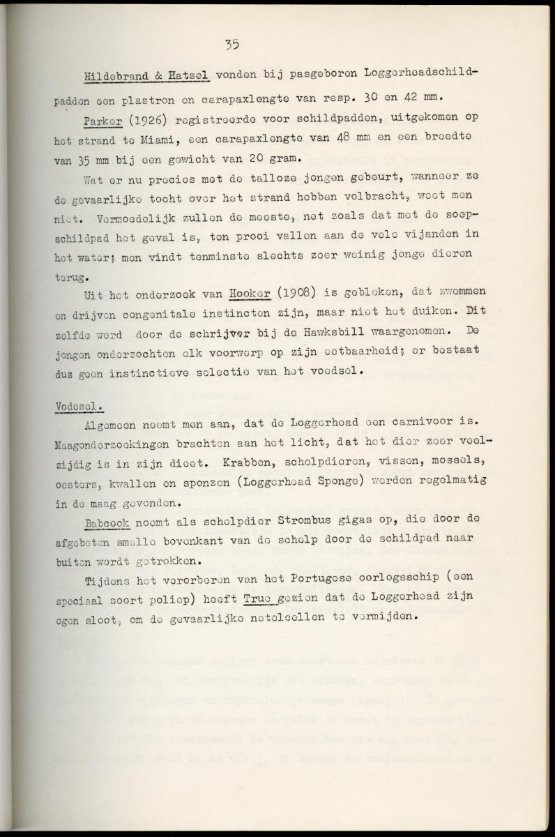 Z Schildpadden en hun betekenis voor de Nederlandse Antillen - New Page