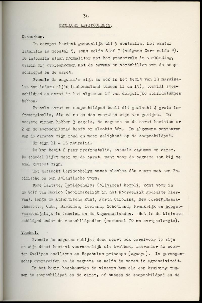 Z Schildpadden en hun betekenis voor de Nederlandse Antillen - New Page