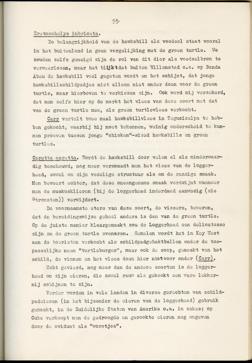 Z Schildpadden en hun betekenis voor de Nederlandse Antillen - New Page