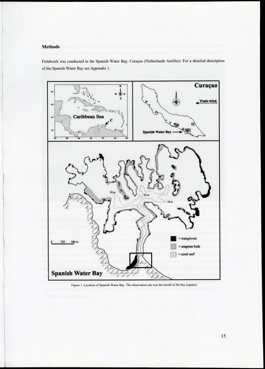Z Movements of nursery reef fish in the Spanish Water Bay, Curacao - New Page