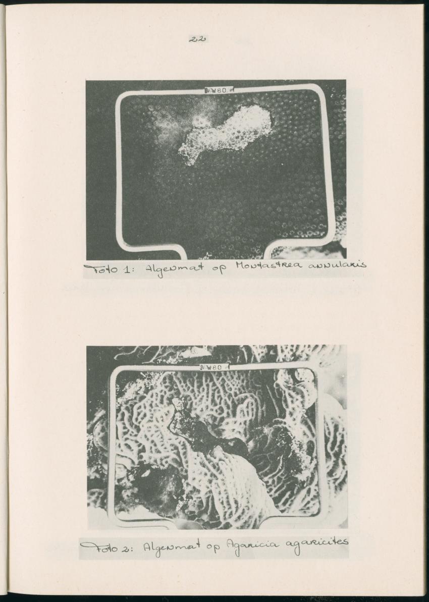 Z Aspekten van kompetitie tussen steenkoralen (scleractinia) en andere bentische rif-organismen - New Page