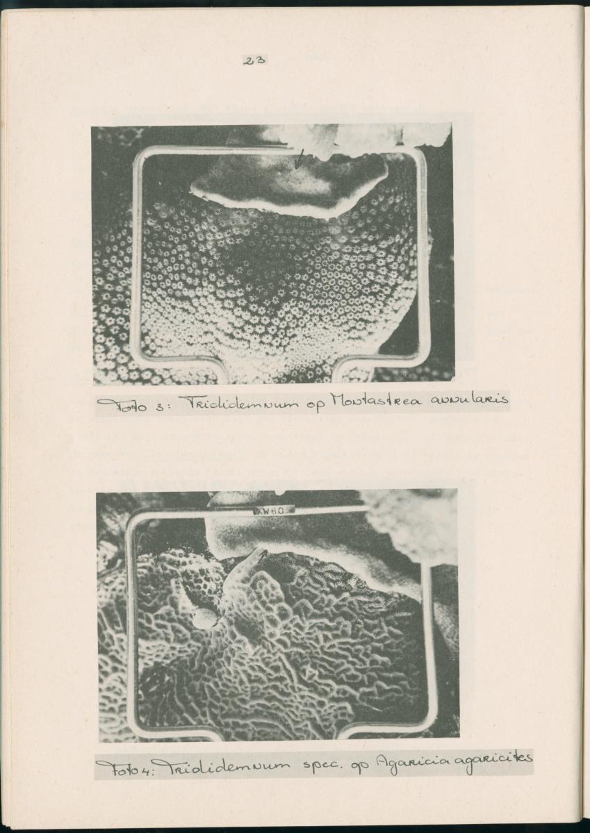 Z Aspekten van kompetitie tussen steenkoralen (scleractinia) en andere bentische rif-organismen - New Page