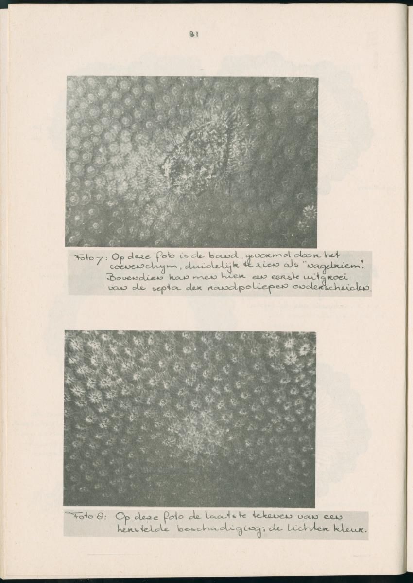 Z Aspekten van kompetitie tussen steenkoralen (scleractinia) en andere bentische rif-organismen - New Page