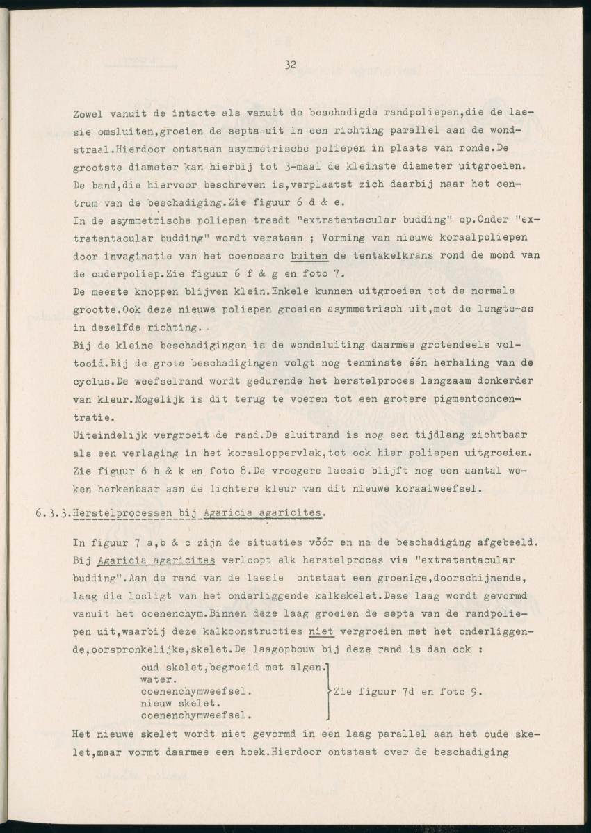 Z Aspekten van kompetitie tussen steenkoralen (scleractinia) en andere bentische rif-organismen - New Page