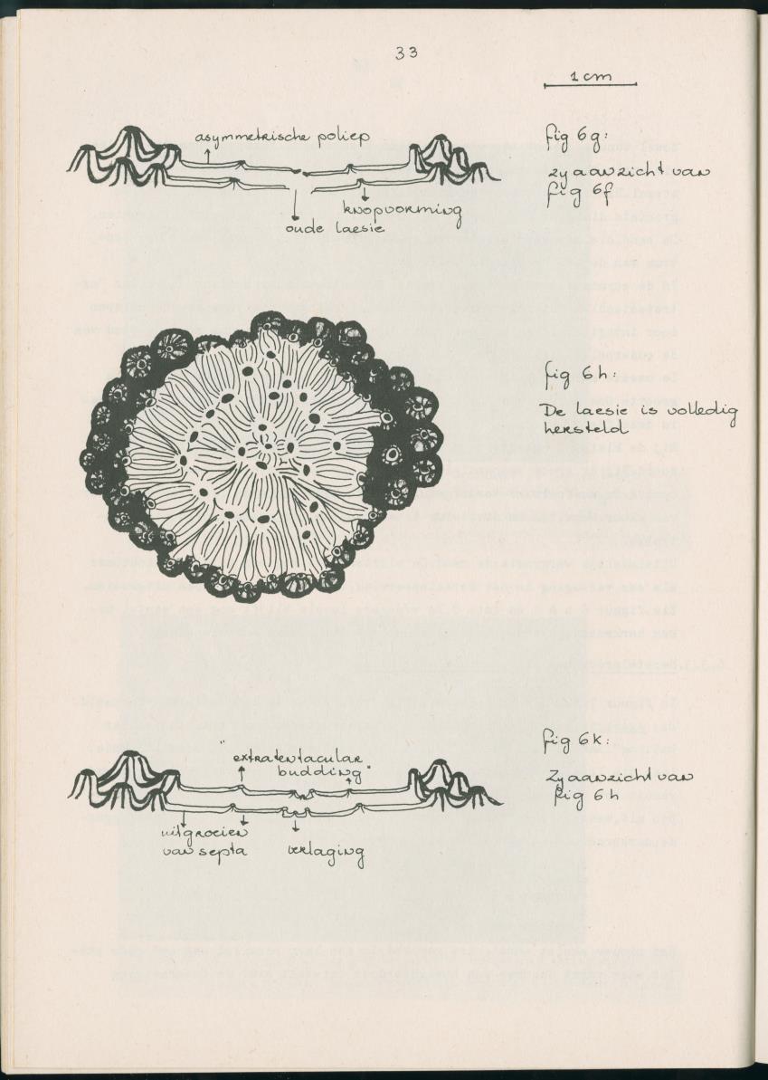 Z Aspekten van kompetitie tussen steenkoralen (scleractinia) en andere bentische rif-organismen - New Page
