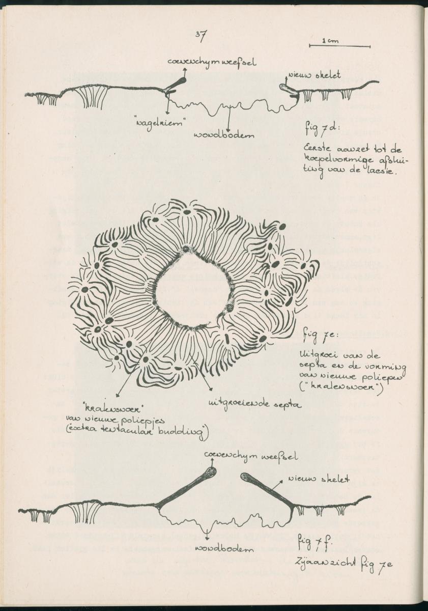 Z Aspekten van kompetitie tussen steenkoralen (scleractinia) en andere bentische rif-organismen - New Page