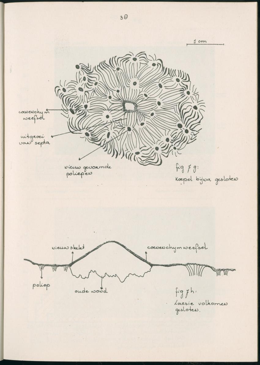 Z Aspekten van kompetitie tussen steenkoralen (scleractinia) en andere bentische rif-organismen - New Page