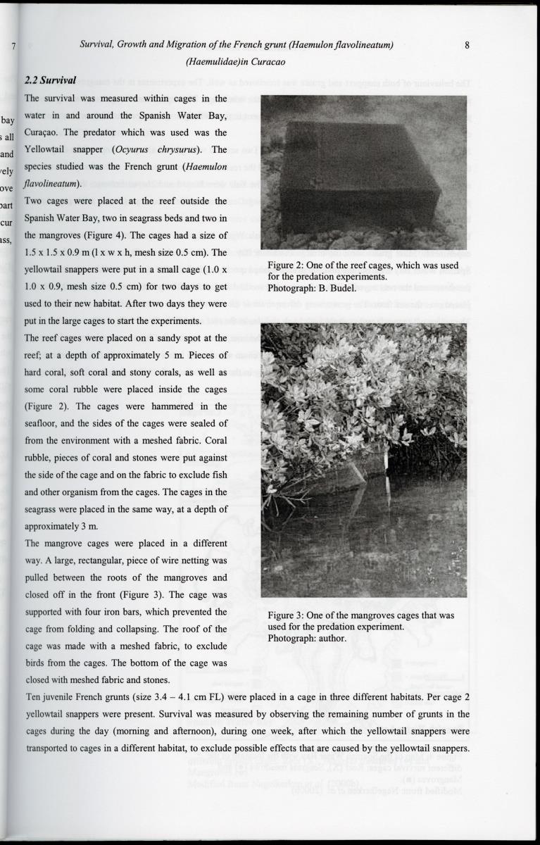 z Survival, Growth and Migration of the French grunt (Haemulon flavolineatum) (Haemulidae) in Curacao - New Page