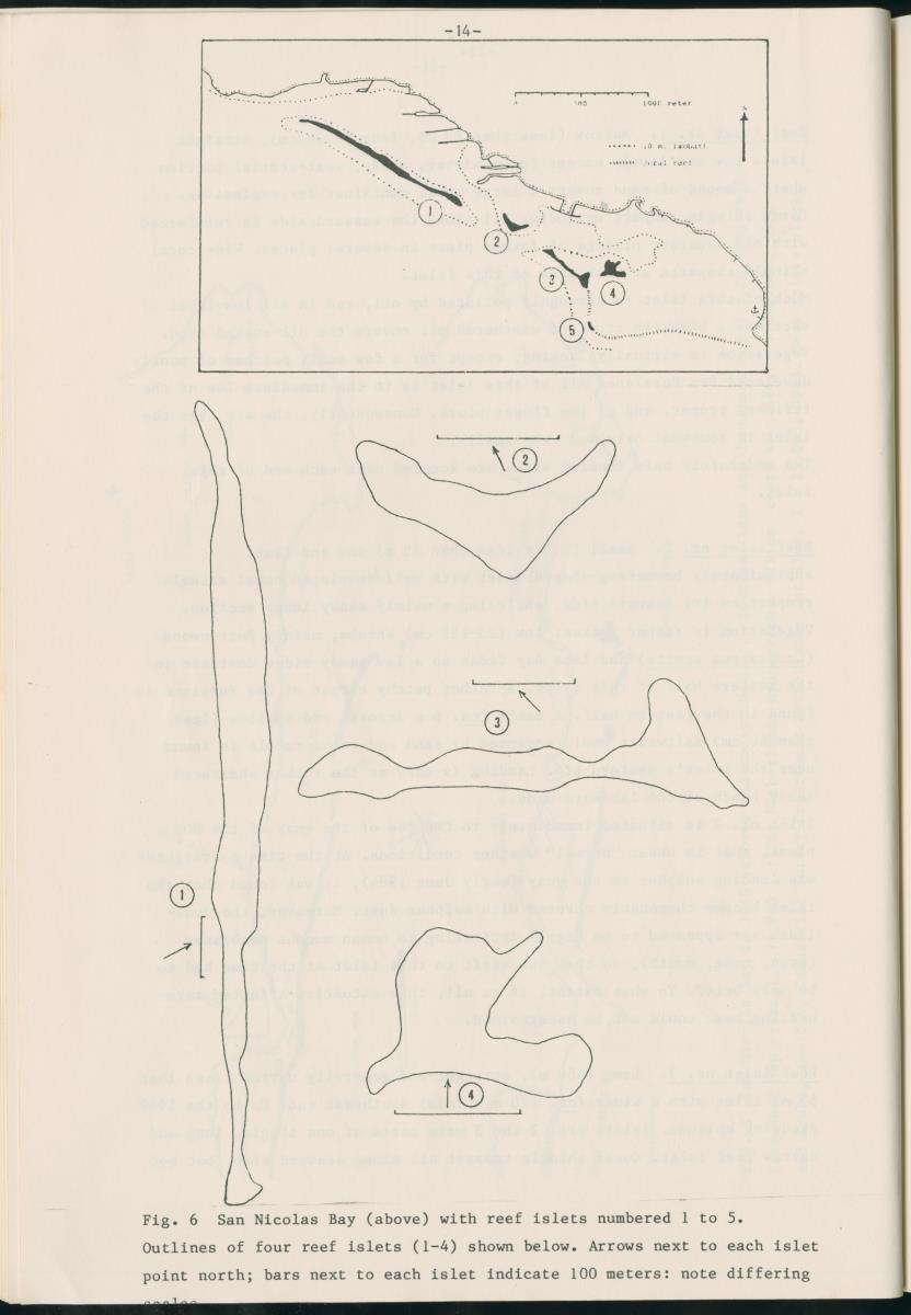 Z Report on 1984 survey of marine birds of Aruba, Netherlands Antilles - New Page