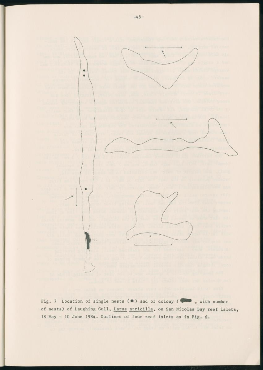 Z Report on 1984 survey of marine birds of Aruba, Netherlands Antilles - New Page