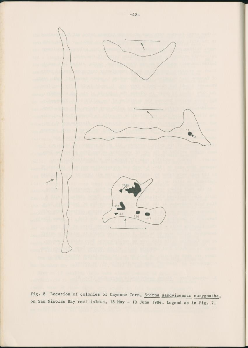 Z Report on 1984 survey of marine birds of Aruba, Netherlands Antilles - New Page