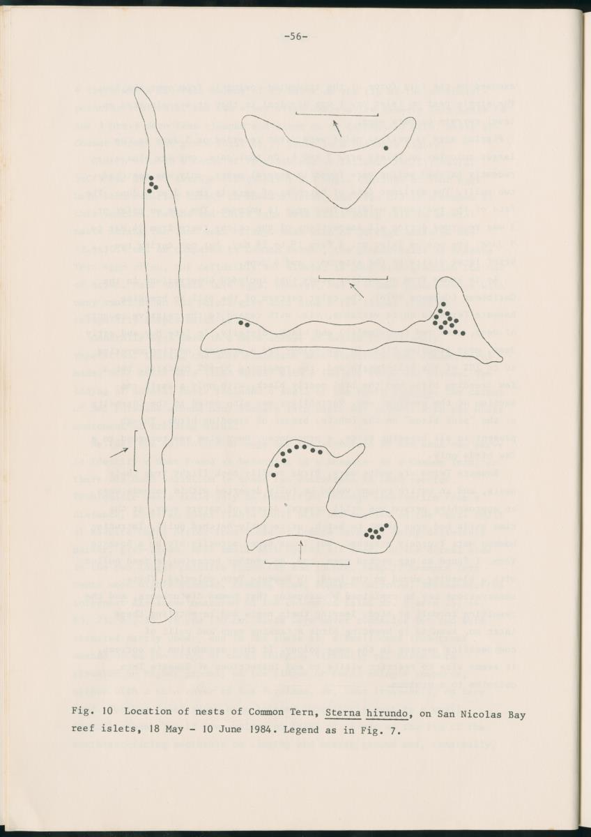 Z Report on 1984 survey of marine birds of Aruba, Netherlands Antilles - New Page
