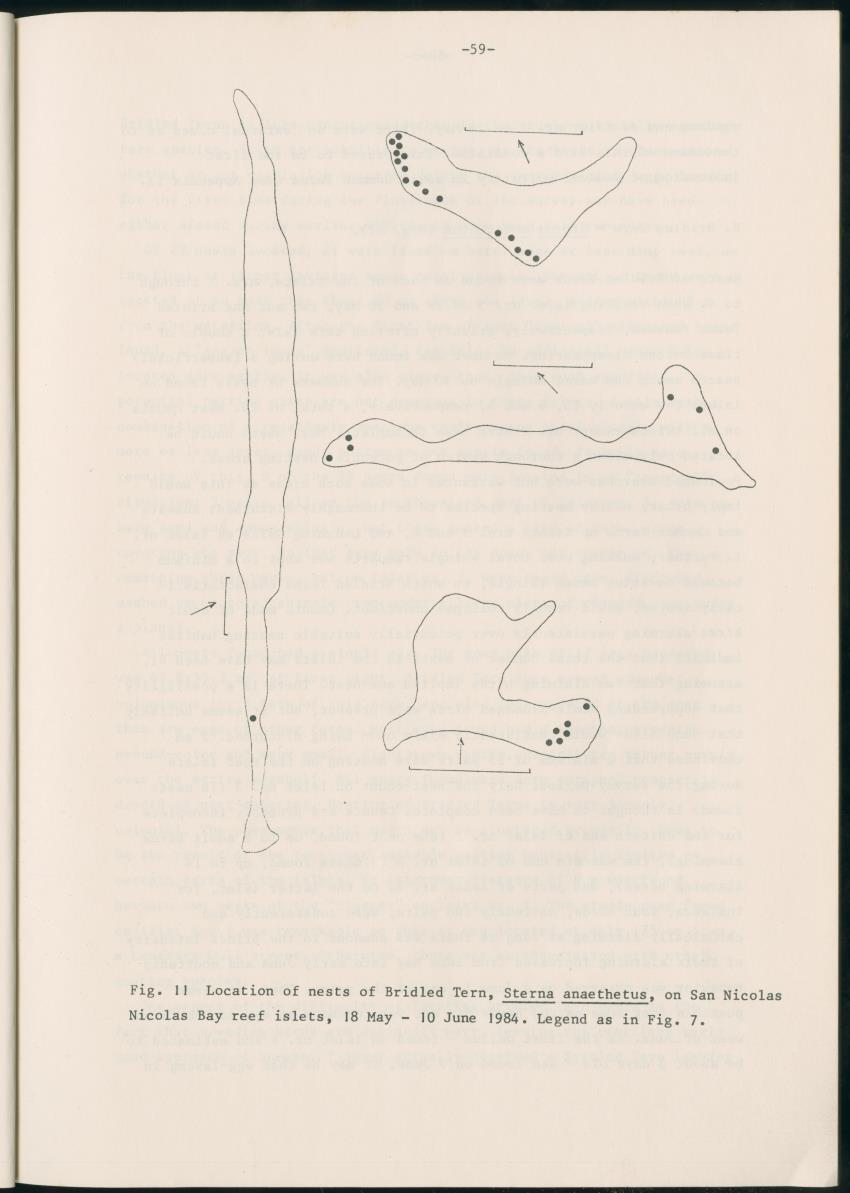 Z Report on 1984 survey of marine birds of Aruba, Netherlands Antilles - New Page
