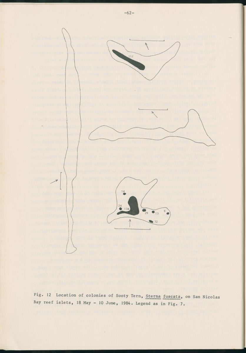 Z Report on 1984 survey of marine birds of Aruba, Netherlands Antilles - New Page